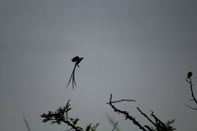 Low angle view of silhouette bird against sky