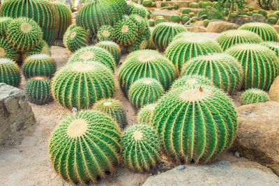 High angle view of succulent plant on field