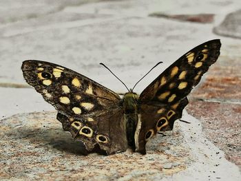 Close-up of butterfly on flower