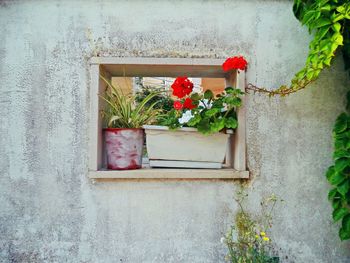 Potted plant on wall