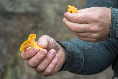 Close-up of man holding yellow mushrooms