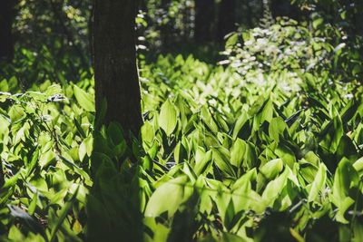 Trees in forest