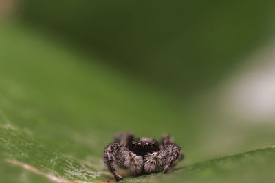 Close-up of spider