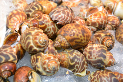 Full frame shot of shells for sale