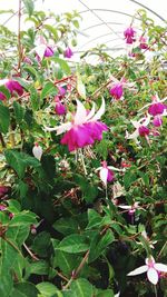 Close-up of pink flowers blooming outdoors