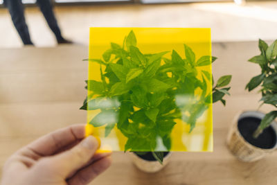 Hand holding toned glass in front of potted plant