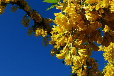 Low angle view of tree against clear blue sky