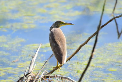 Bird perching on a tree