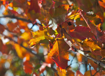 Close-up of maple leaves on tree during autumn