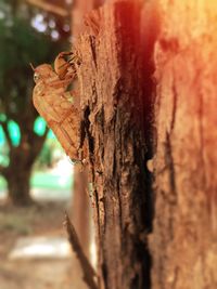 Close-up of butterfly on tree trunk