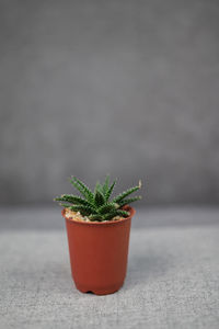 Close-up of potted plant on table