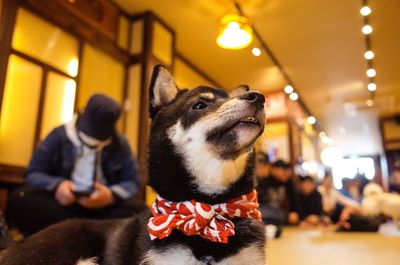 Close-up of dog looking away at home