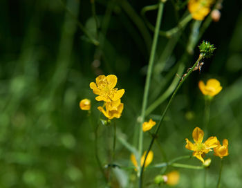 Close-up of yellow flowering plant on field