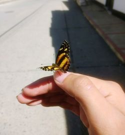 Close-up of hand holding butterfly