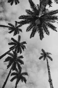 Low angle view of coconut palm tree against sky