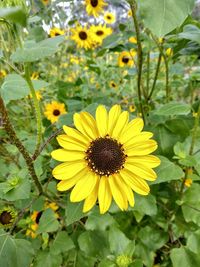 Close-up of yellow flower blooming in field