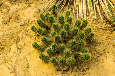 High angle view of cactus plant on field