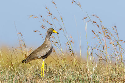 African wattled lapwing in the grass at the african savannah