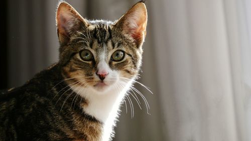 Close-up portrait of cat