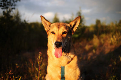 Portrait of a dog on field