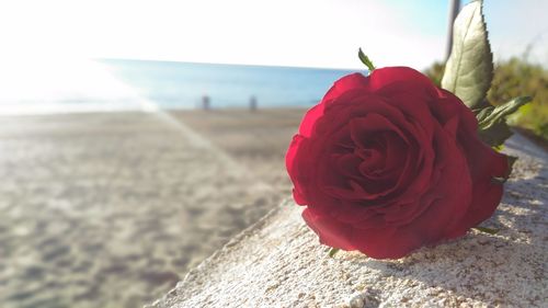 Close-up of red rose on beach