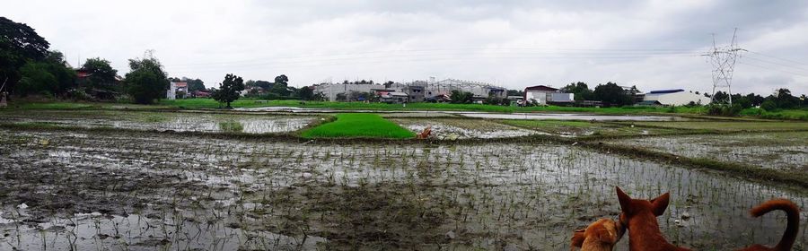 Scenic view of field by lake against sky