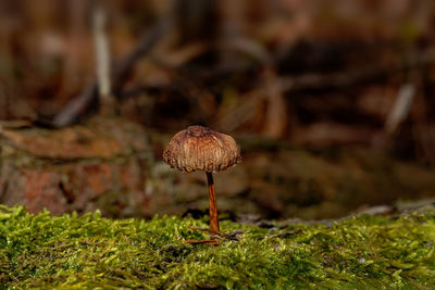 Fragile autumn mushroom on green moss, close-up photo of mushroom