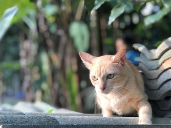 Portrait of ginger cat on retaining wall