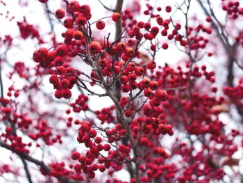 Close-up of red berry fruit growing on tree