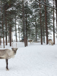 View of deer on snow covered field