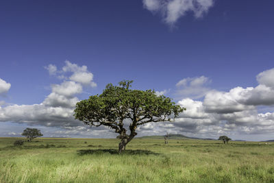 Tree on field against sky