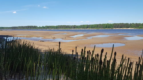 Scenic view of beach against sky