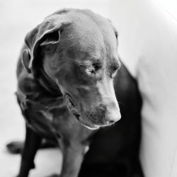 Close-up of dog looking away