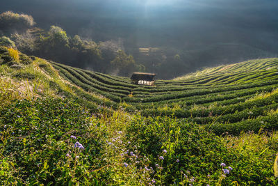 Plants growing on field