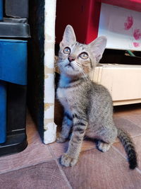 Portrait of cat sitting by kitten