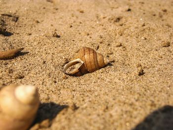 Close-up of lizard on sand