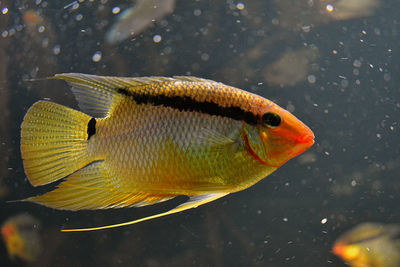 Close-up of fish swimming in water