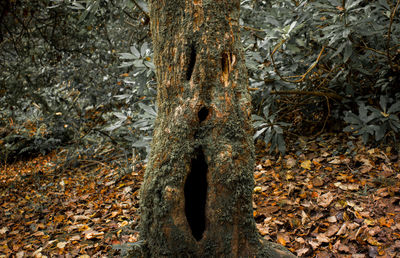 Man tree