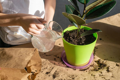 Water the ficus with water. replant indoor plants. maintaining the required soil moisture level