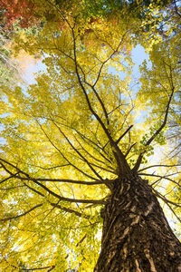 Low angle view of tree