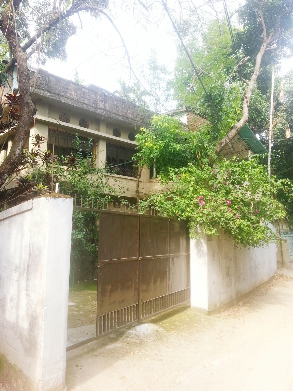 architecture, built structure, building exterior, tree, growth, plant, house, ivy, window, wall - building feature, green color, day, sunlight, residential structure, no people, low angle view, residential building, outdoors, building, branch