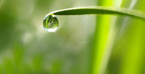 Dew drop on grass blade