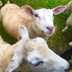 Close-up of sheep on field