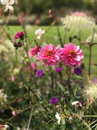 Close-up of pink flowers blooming outdoors