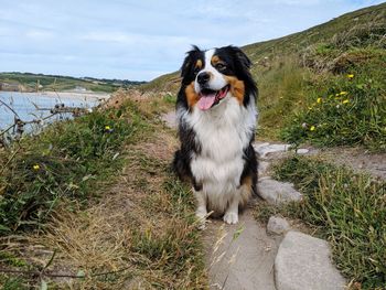 Australian shepherd at the beach