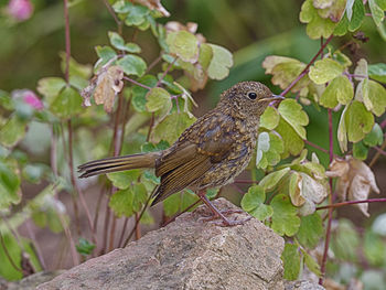 Close-up of bird perching on branch