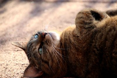 Close-up of cat lying