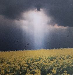 Scenic view of yellow flowers on field against sky