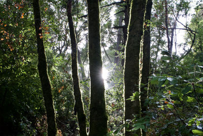 Sunlight streaming through trees in forest