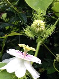 Close-up of white flowers blooming outdoors